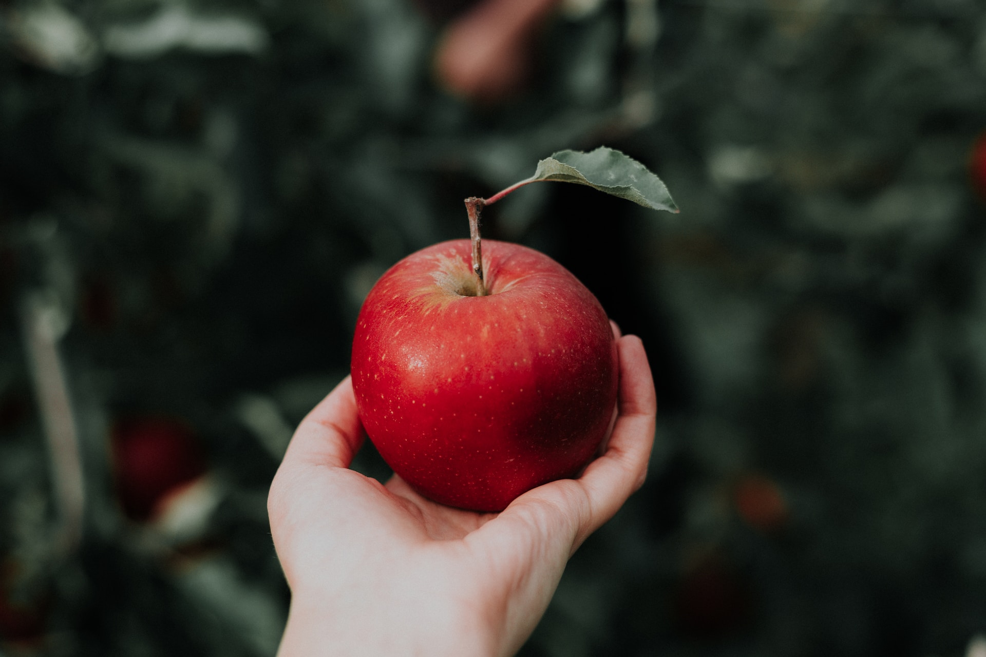 apple-meaning-in-hindi-urdu-and-punjabi-food-touts